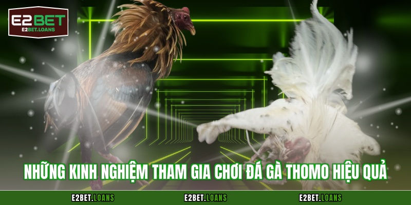 Những kinh nghiệm tham gia chơi đá gà Thomo hiệu quả