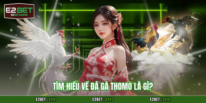 Tìm hiểu về đá gà Thomo là gì?