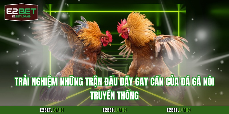 Trải nghiệm những trận đấu đầy gay cấn của đá gà nòi truyền thống